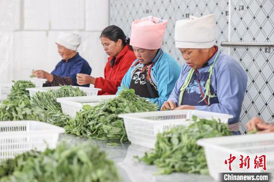 11月15日,工人在贵州省黔南布依族苗族自治州龙里县湾滩河镇分拣豌豆尖。中新社记者 瞿宏伦 摄 11月15日,工人在贵州省黔南布依族苗族自治州龙里县湾滩河镇分拣豌豆尖。中新社记者 瞿宏伦 摄