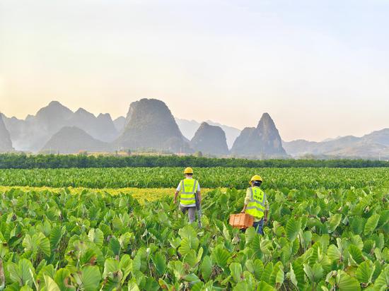 移动网络工程师在香芋基地开展网络布线。 移动网络工程师在香芋基地开展网络布线。