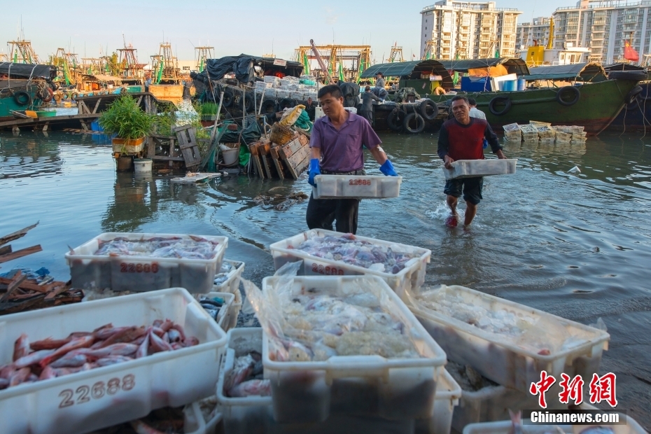 11月19日，广西沿海出现天文大潮，导致北海市部分临海的地方出现海水倒灌现象。据了解，受本次冷空气与南海台风叠加影响，华南沿海普遍出现不同程度增水并传播至北部湾，北海市当天最高潮位达5.74米，为1965年以来第二高潮位。图为海水漫上北海外沙内港码头，渔民涉水搬运渔获。中新社发 徐绍荣 摄