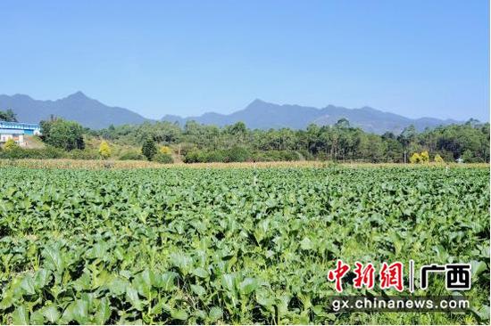 六夏供港蔬菜基地一片绿油油的菜心。张松华 摄 六夏供港蔬菜基地一片绿油油的菜心。张松华 摄