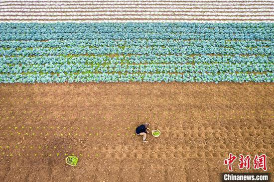 图为黔西市文峰街道马厂社区蔬菜种植基地，村民在移栽白菜苗。史开心 摄