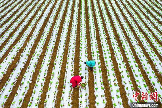 图为黔西市文峰街道马厂社区蔬菜种植基地，村民在管护白菜苗。史开心 摄