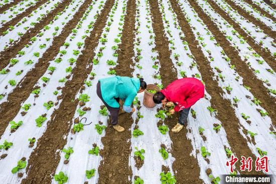 图为黔西市文峰街道马厂社区蔬菜种植基地，村民在管护白菜苗。史开心 摄