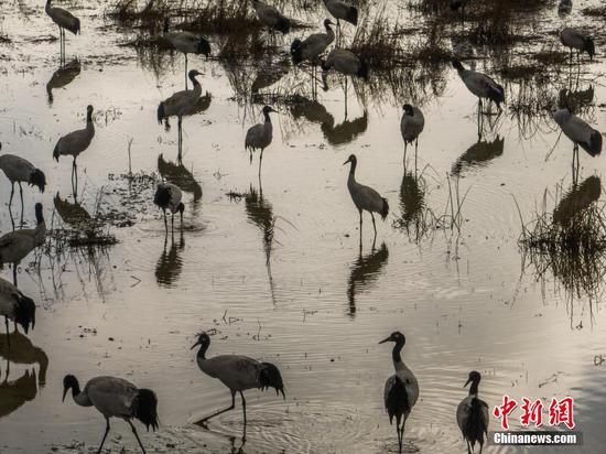图为黑颈鹤在草海国家级自然保护区内觅食。 图为黑颈鹤在草海国家级自然保护区内觅食。
