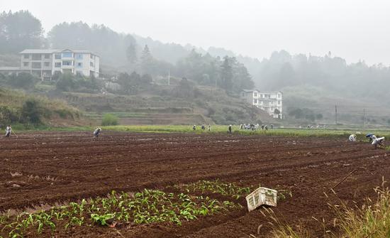 村民们分工合作移栽榨菜。习水融媒体中心供图 村民们分工合作移栽榨菜。习水融媒体中心供图