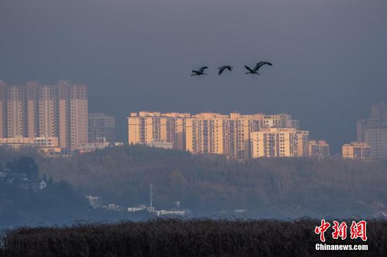 图为黑颈鹤在草海国家级自然保护区内飞翔。 图为黑颈鹤在草海国家级自然保护区内飞翔。