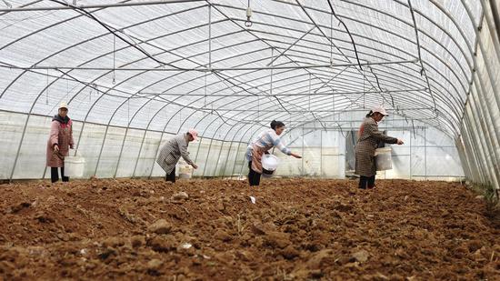 务工群众正在撒菌种(孙玲婧 摄) 务工群众正在撒菌种(孙玲婧 摄)