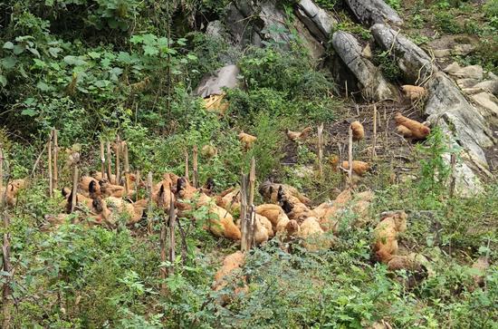 仁怀市九仓镇三涨水村的跑山鸡养殖内跑山鸡正在欢快觅食 仁怀市九仓镇三涨水村的跑山鸡养殖内跑山鸡正在欢快觅食