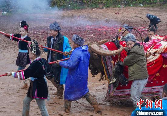 图为人们牵着牛入场。卢忠南 摄