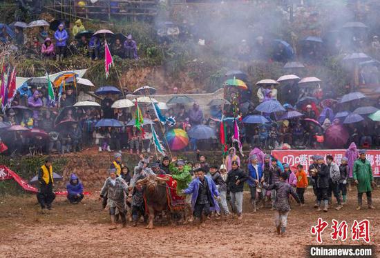 图为人们牵着牛入场。卢忠南 摄
