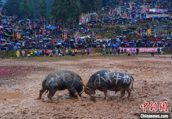 图为两头牛在激烈搏斗。卢忠南 摄