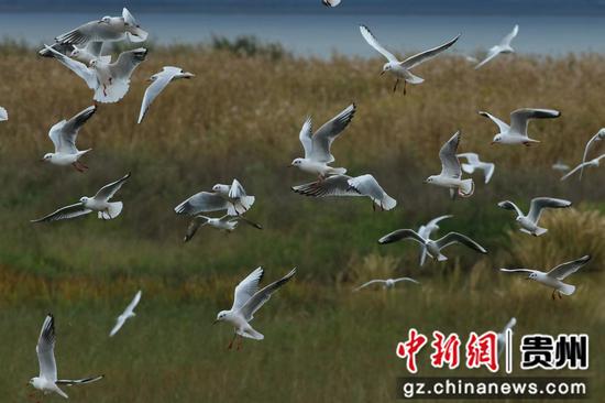 威宁草海迎来红嘴鸥。吴广荣摄