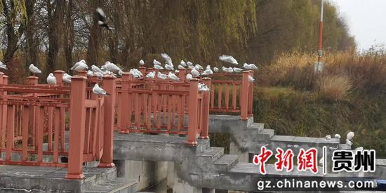 威宁草海迎来红嘴鸥。吴广荣摄