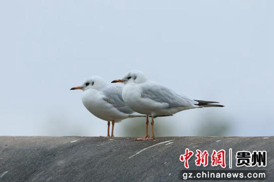 威宁草海迎来红嘴鸥。吴广荣摄