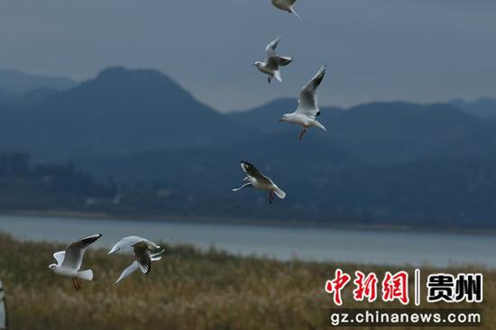 威宁草海迎来红嘴鸥。吴广荣摄