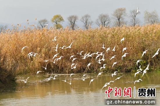 威宁草海迎来红嘴鸥。吴广荣摄