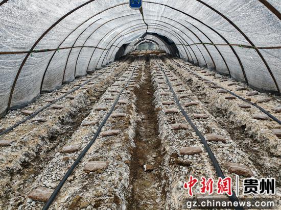 羊肚菌种植大棚内