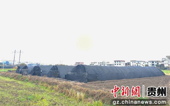 惠水县好花红镇金田村羊肚菌种植基地