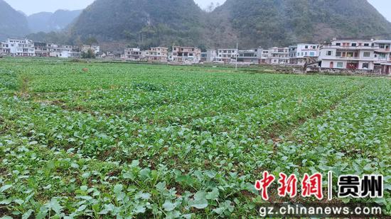 生机勃勃的油菜 。刘金柱 摄 生机勃勃的油菜 。刘金柱 摄