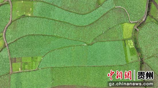 绿意盎然的油菜地。陆劲松摄 绿意盎然的油菜地。陆劲松摄