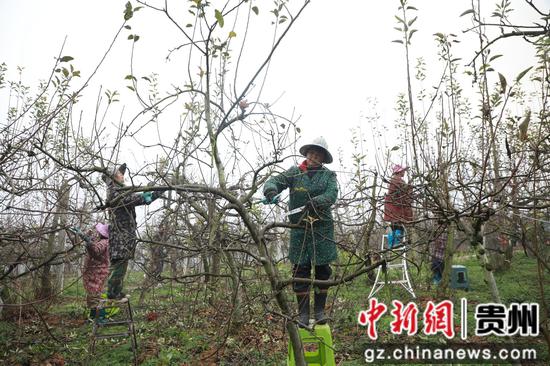 务工群众正在剪坏枝