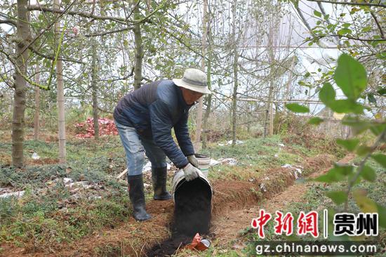 务工群众正将有机肥施进地沟