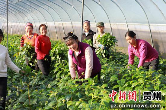 工人在给钩藤苗剪枝。 工人在给钩藤苗剪枝。