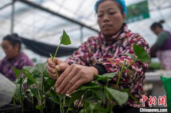 图为12月11日工人在温室大棚育苗基地嫁接百香果苗。吴德军 摄 图为12月11日工人在温室大棚育苗基地嫁接百香果苗。吴德军 摄