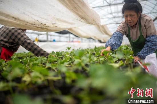图为12月11日工人在温室大棚育苗基地管护百香果苗。吴德军 摄 图为12月11日工人在温室大棚育苗基地管护百香果苗。吴德军 摄