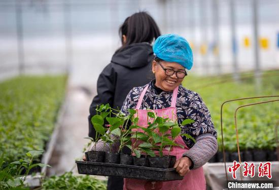 图为12月11日工人在搬运百香果苗。吴德军 摄 图为12月11日工人在搬运百香果苗。吴德军 摄