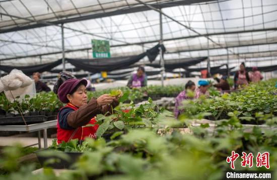连日来,在贵州省黔东南苗族侗族自治州从江县贯洞镇百香果温室大棚育苗基地内,工人们忙着嫁接、管护百香果苗,为来年的春耕做准备。图为12月11日工人在温室大棚育苗基地嫁接百香果苗。吴德军 摄 连日来,在贵州省黔东南苗族侗族自治州从江县贯洞镇百香果温室大棚育苗基地内,工人们忙着嫁接、管护百香果苗,为来年的春耕做准备。图为12月11日工人在温室大棚育苗基地嫁接百香果苗。吴德军 摄