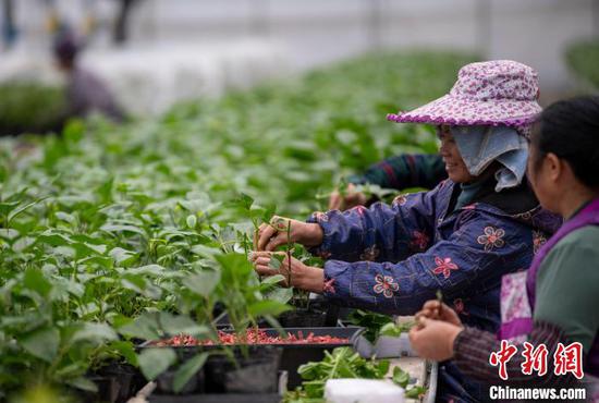 图为12月11日工人在温室大棚育苗基地嫁接百香果苗。吴德军 摄 图为12月11日工人在温室大棚育苗基地嫁接百香果苗。吴德军 摄