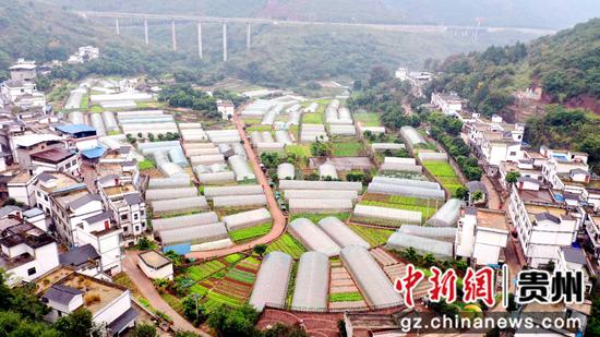 黄金湾组蔬菜基地。 黄金湾组蔬菜基地。