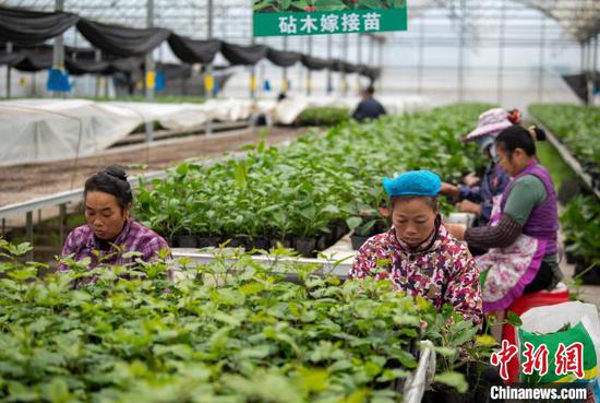 图为12月11日工人在温室大棚育苗基地嫁接百香果苗。吴德军 摄 图为12月11日工人在温室大棚育苗基地嫁接百香果苗。吴德军 摄