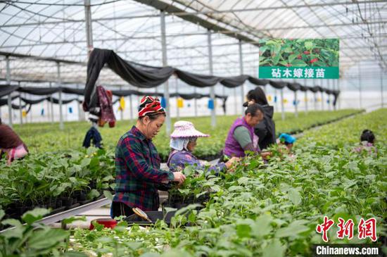 图为12月11日工人在温室大棚育苗基地嫁接百香果苗。吴德军 摄 图为12月11日工人在温室大棚育苗基地嫁接百香果苗。吴德军 摄