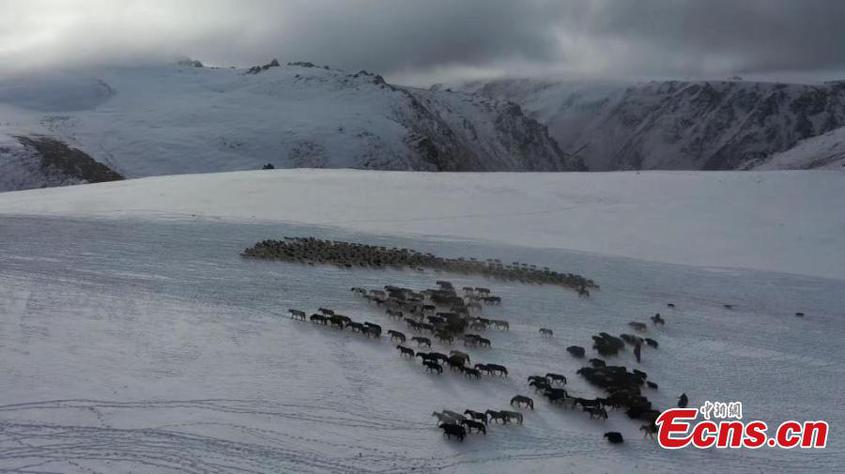 Herders drive livestock on the way to winter pastures on Bayanbulak Grassland in Hejing County, northwest China's Xinjiang Uyghur Autonomous Region. (Photo: China News Service/Gao Naqing)