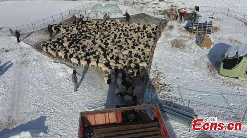 Herders drive livestock on the way to winter pastures on Bayanbulak Grassland in Hejing County, northwest China's Xinjiang Uyghur Autonomous Region. (Photo: China News Service/Gao Naqing)