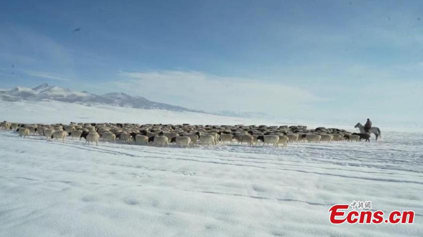 Herders drive livestock on the way to winter pastures on Bayanbulak Grassland in Hejing County, northwest China's Xinjiang Uyghur Autonomous Region. (Photo: China News Service/Gao Naqing)