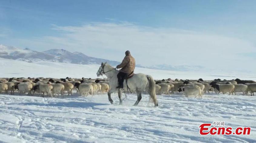 Livestock transferred to winter pasture in Xinjiang