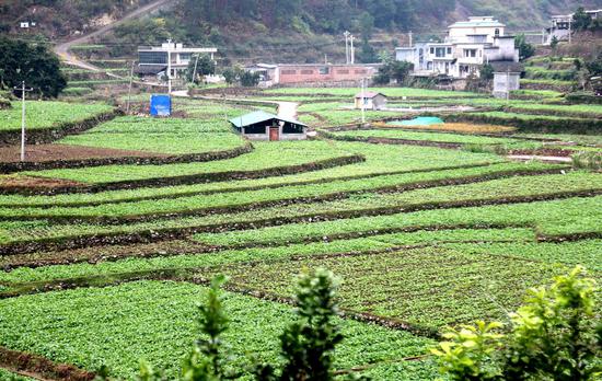 二郎镇水田村油菜种植示范点 二郎镇水田村油菜种植示范点