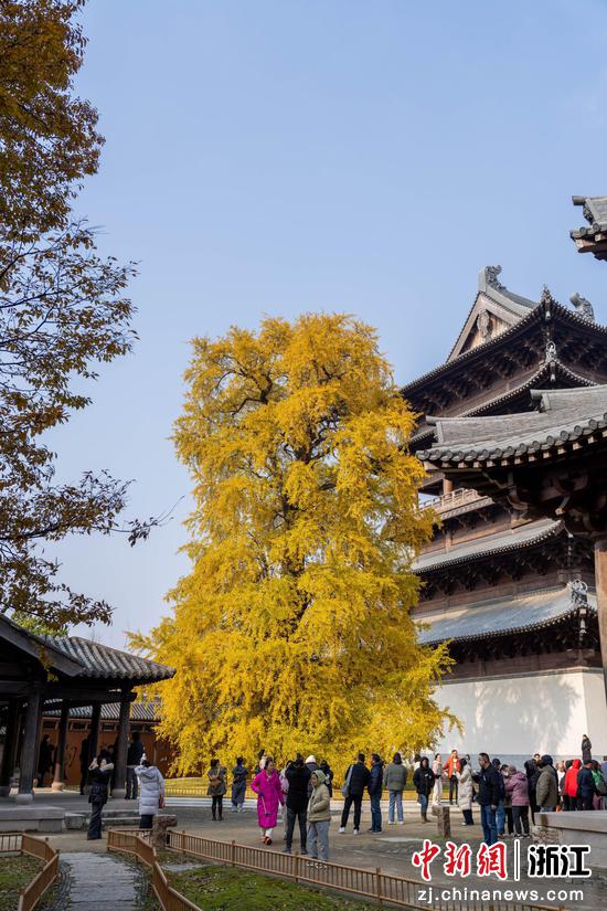 千年银杏树吸引游客。沈清辉 摄