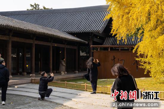 游客在银杏树下打卡。沈清辉 摄