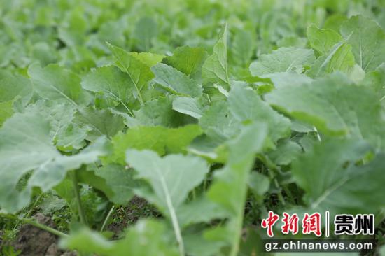 长势良好的油菜 长势良好的油菜