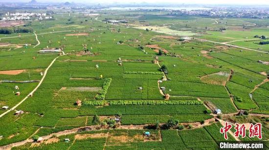 图为俯瞰充满生机的广西横州市茉莉花种植基地。高东风 摄 图为俯瞰充满生机的广西横州市茉莉花种植基地。高东风 摄