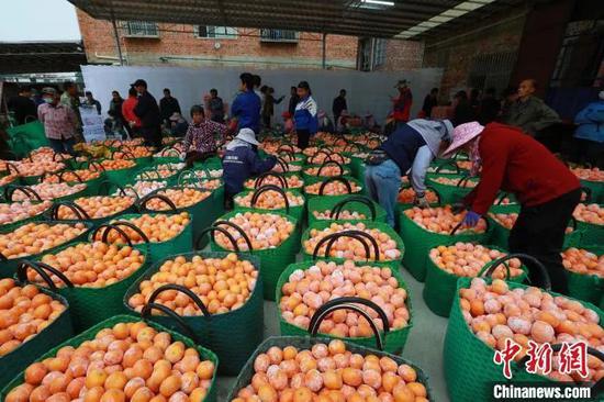 图为武鸣沃柑。黄云峰 摄 图为武鸣沃柑。黄云峰 摄