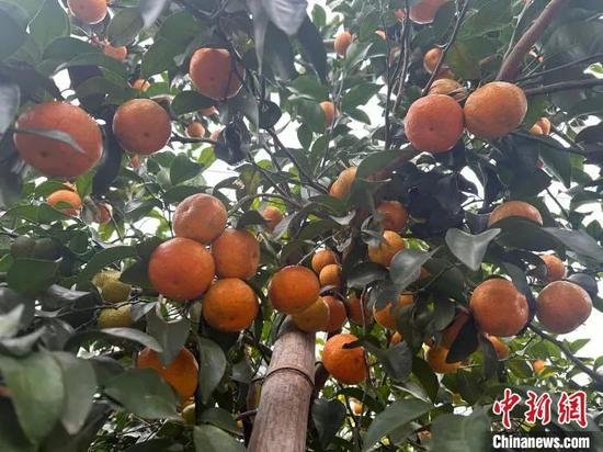 图为砂糖橘。陈沿佑 摄 图为砂糖橘。陈沿佑 摄