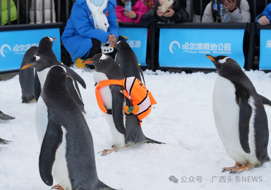 特别嘉宾“淘学企鹅”。来源:广西文化和旅游厅 特别嘉宾“淘学企鹅”。来源:广西文化和旅游厅