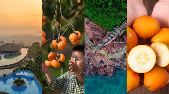 ▲西溪森林温泉、恭城月柿、涠洲岛·鳄鱼山、融安金桔。来源:广西文化和旅游厅 ▲西溪森林温泉、恭城月柿、涠洲岛·鳄鱼山、融安金桔。来源:广西文化和旅游厅
