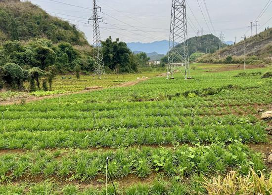 韭菜种植地 韭菜种植地