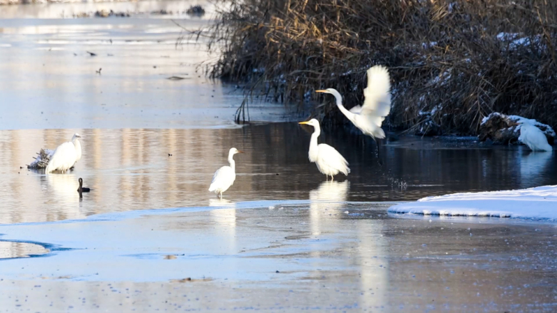 察布查爾縣伊犁河國(guó)家濕地公園：白鷺雪中舞 冰上翩躚飛